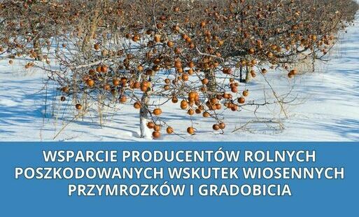 Zdjęcie do Wsparcie producent&oacute;w rolnych poszkodowanych wskutek wiosennych przymrozk&oacute;w i gradobicia