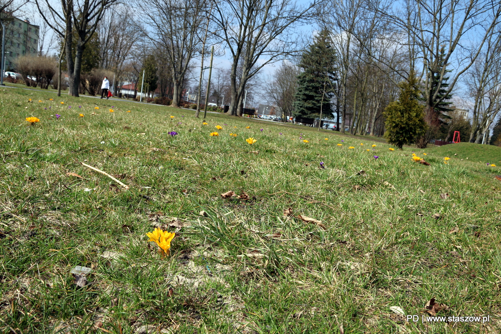 W Parku im. Adama Bienia w Staszowie widać już pierwsze oznaki wiosny